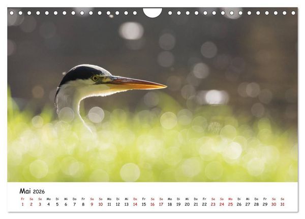 Produktbild: Die Graureiher vom Ahnepark (Wandkalender 2026 DIN A4 quer), CALVENDO Monatskalender