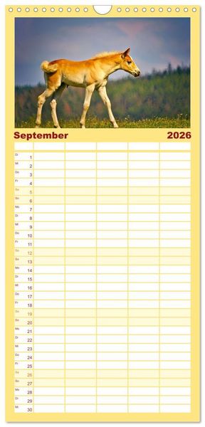 Produktbild: Familienplaner 2026 - Die besonderen Haflinger-Pferde mit 5 Spalten (Wandkalender, 21 x 45 cm) CALVENDO