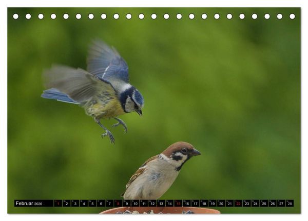 Produktbild: Die Sch&ouml;nheit der Gartenv&ouml;gel im Flug (Tischkalender 2026 DIN A5 quer), CALVENDO Monatskalender