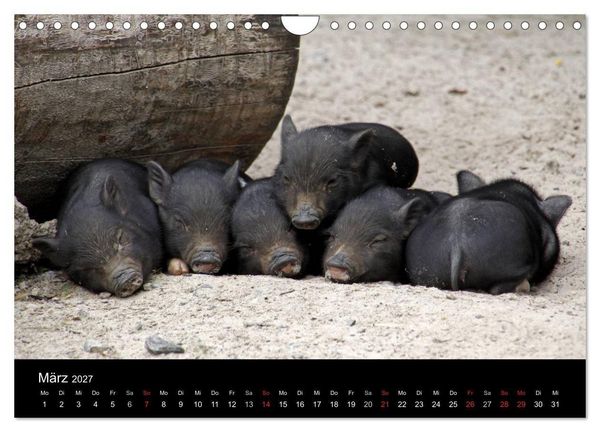 Produktbild: Schweinereien (Wandkalender 2027 DIN A4 quer), CALVENDO Monatskalender