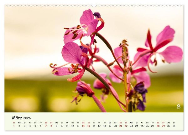 Produktbild: Entdecke den Yukon (Wandkalender 2026 DIN A2 quer), CALVENDO Monatskalender
