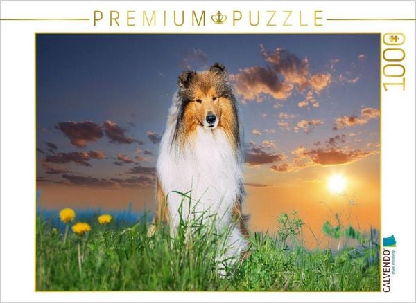 CALVENDO Puzzle Collierüde im Sonnenuntergang | 1000 Teile Lege-Größe 64 × 48 cm Foto-Puzzle für glückliche Stunden