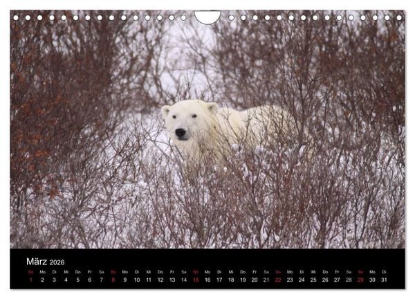 Produktbild: Arktische Tr&auml;ume - Eisb&auml;ren in Kanada (Wandkalender 2026 DIN A4 quer), CALVENDO Monatskalender