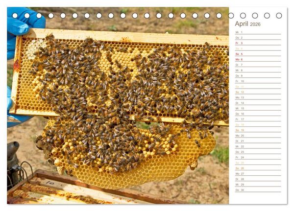Produktbild: S&uuml;&szlig;es Gold: Imker, Bienen & Honig (Tischkalender 2026 DIN A5 quer), CALVENDO Monatskalender