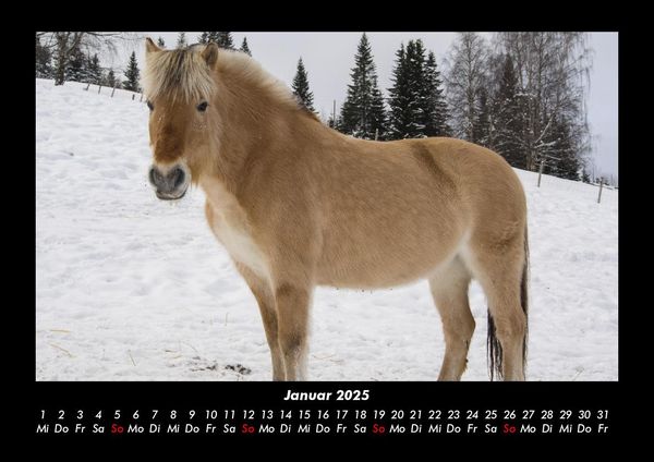 Produktbild: Die Welt der Pferde 2025 Fotokalender DIN A3