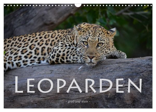Produktbild: Leoparden - gro&szlig; und klein (Wandkalender 2026 DIN A3 quer), CALVENDO Monatskalender