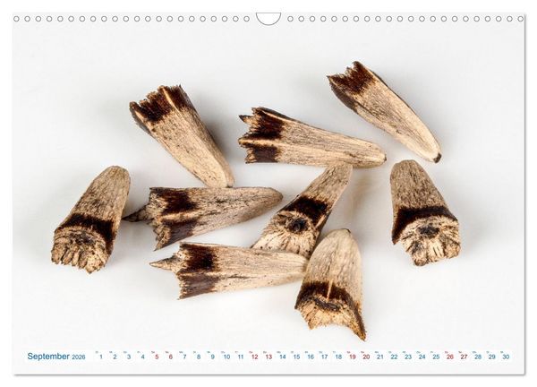 Produktbild: Wundersch&ouml;ne Kleinigkeiten (Wandkalender 2026 DIN A3 quer), CALVENDO Monatskalender
