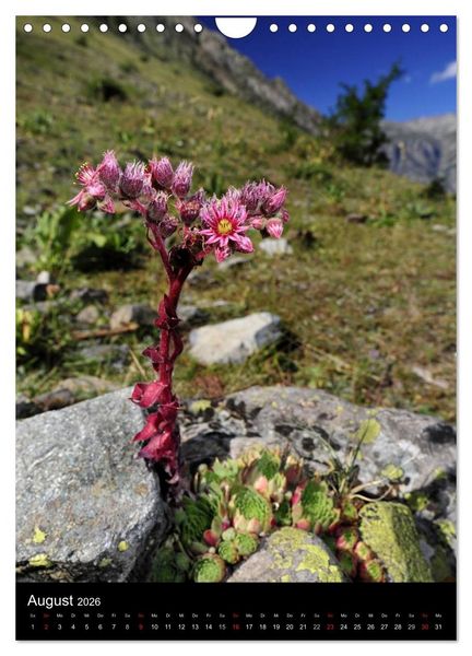Produktbild: WILDBLUMEN (Wandkalender 2026 DIN A4 hoch), CALVENDO Monatskalender