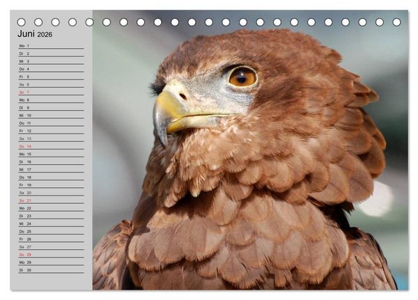 Produktbild: Adler und Greife. K&ouml;nige des Himmels (Tischkalender 2026 DIN A5 quer), CALVENDO Monatskalender