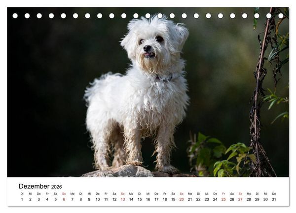 Produktbild: Moritz, der freche Malteser (Tischkalender 2026 DIN A5 quer), CALVENDO Monatskalender