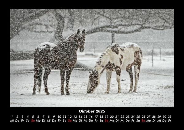 Produktbild: Pferdetraum 2025 Fotokalender DIN A3
