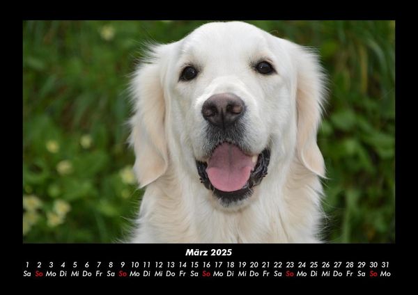 Produktbild: Der Hundekalender 2025 Fotokalender DIN A3