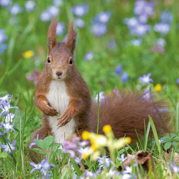 Produktbild: Eichh&ouml;rnchen / Squirrels 2027