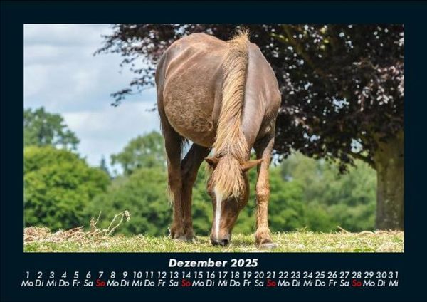 Produktbild: Die Welt der Pferde 2025 Fotokalender DIN A5