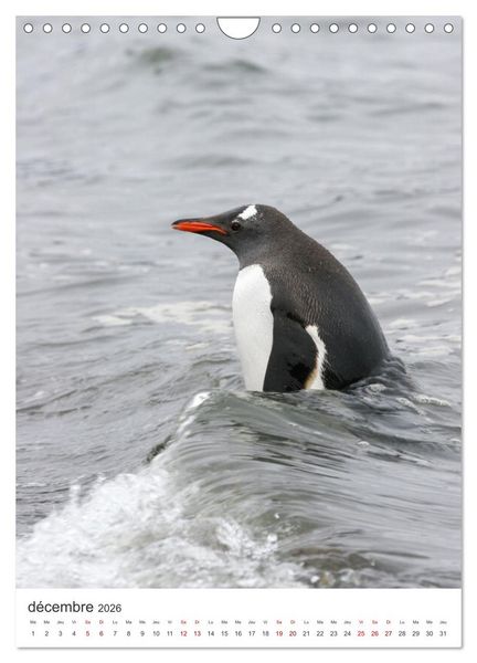 Produktbild: Antarctique des oiseaux de l&eacute;gende (Calendrier mural 2026 DIN A4 horizontal), CALVENDO calendrier mensuel