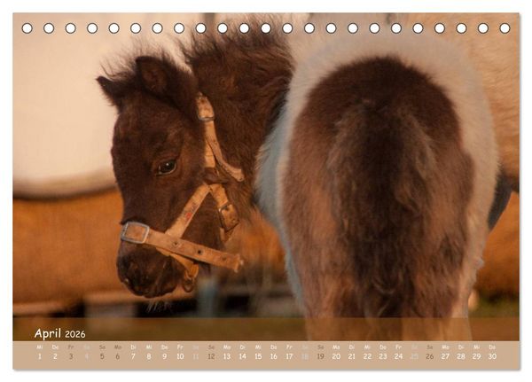 Produktbild: Mit Pferden durch&acute;s Jahr (Tischkalender 2026 DIN A5 quer), CALVENDO Monatskalender