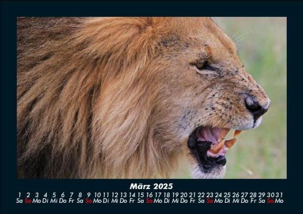 Produktbild: L&ouml;wen in der Wildnis 2025 Fotokalender DIN A5