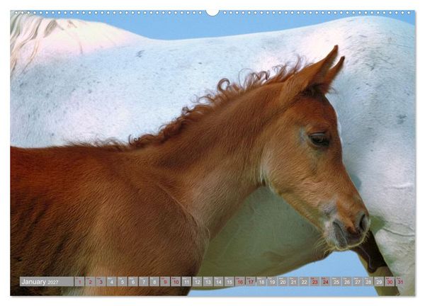 Produktbild: The Magic of Happy Foals (Wall Calendar 2027 DIN A2 landscape), CALVENDO 12 Month Wall Calendar