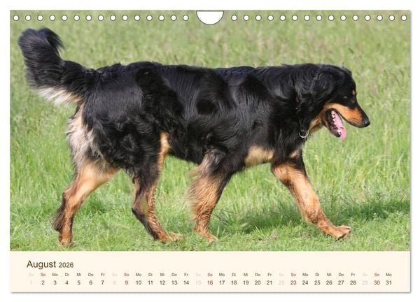 Produktbild: Hovawarte - einmal anders (Wandkalender 2026 DIN A4 quer), CALVENDO Monatskalender
