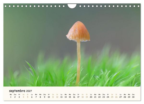 Produktbild: Champignons magiques (Calendrier mural 2027 DIN A4 vertical), CALVENDO calendrier mensuel