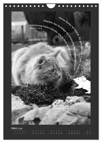 Produktbild: Katz & Maus (Wandkalender 2026 DIN A4 hoch), CALVENDO Monatskalender