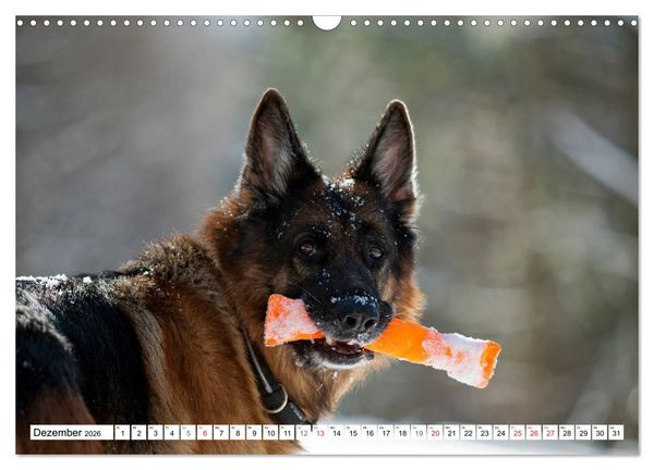 Produktbild: Deutscher Sch&auml;ferhund - Der beste Freund des Menschen (Wandkalender 2026 DIN A3 quer), CALVENDO Monatskalender