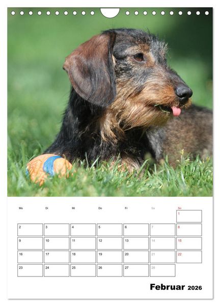 Produktbild: Geliebte Rabauken - Rauhaardackel (Wandkalender 2026 DIN A4 hoch), CALVENDO Monatskalender