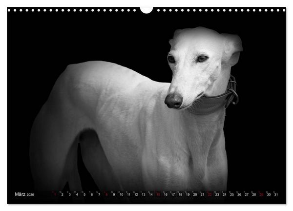 Produktbild: Galgo Espa&ntilde;ol - der spanische Windhund 2026 (Wandkalender 2026 DIN A3 quer), CALVENDO Monatskalender
