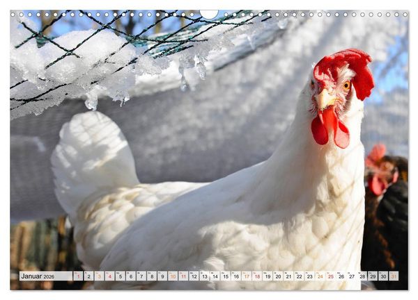 Produktbild: Stadth&uuml;hner (Wandkalender 2026 DIN A3 quer), CALVENDO Monatskalender