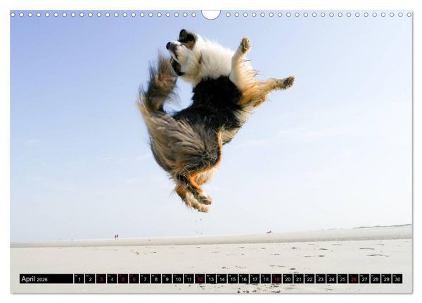 Produktbild: Australian Shepherd - Lebensfreude auf vier Pfoten (Wandkalender 2026 DIN A3 quer), CALVENDO Monatskalender