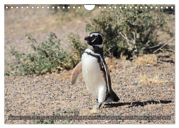 Produktbild: Pinguine in Patagonien (Wandkalender 2026 DIN A4 quer), CALVENDO Monatskalender