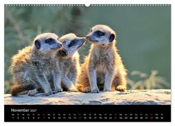 Produktbild: Erdm&auml;nnchen - Tierkinder (Wandkalender 2027 DIN A2 quer), CALVENDO Monatskalender