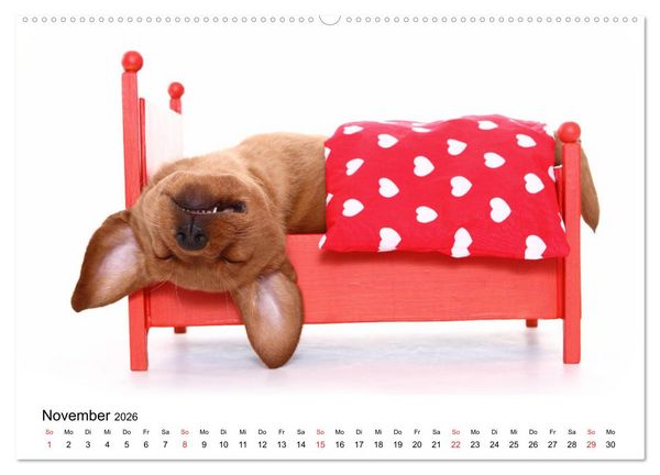 Produktbild: Funny Dogs (hochwertiger Premium Wandkalender 2026 DIN A2 quer), Kunstdruck in Hochglanz
