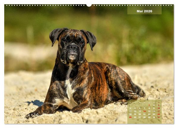 Produktbild: Einmal Boxer - immer Boxer (hochwertiger Premium Wandkalender 2026 DIN A2 quer), Kunstdruck in Hochglanz