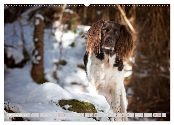 Produktbild: Passion Jagdhund - Kleiner M&uuml;nsterl&auml;nder (Wandkalender 2026 DIN A2 quer), CALVENDO Monatskalender