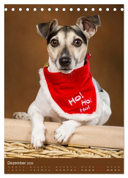 Produktbild: Jack Russell Terrier (Tischkalender 2026 DIN A5 hoch), CALVENDO Monatskalender