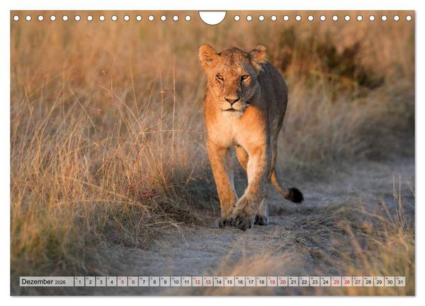 Produktbild: Faszination Afrika: L&ouml;wen (Wandkalender 2026 DIN A4 quer), CALVENDO Monatskalender