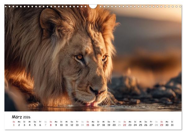 Produktbild: L&ouml;wen - Majest&auml;t der Wildnis (Wandkalender 2026 DIN A3 quer), CALVENDO Monatskalender