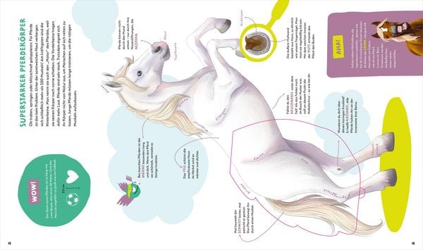 Produktbild: WAS IST WAS Kids Pferde und Ponys. Wild, stark und einfach toll!
