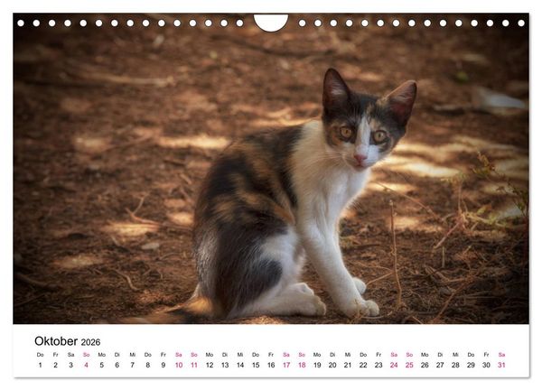 Produktbild: Katzenjahr 2026 (Wandkalender 2026 DIN A4 quer), CALVENDO Monatskalender