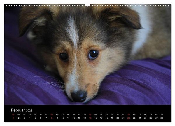 Produktbild: Shelties 2026 (Wandkalender 2026 DIN A2 quer), CALVENDO Monatskalender
