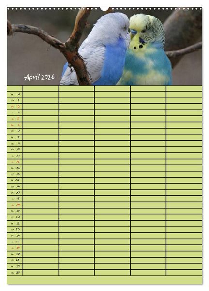 Produktbild: Der Wellensittich-Familienplaner (hochwertiger Premium Wandkalender 2026 DIN A2 hoch), Kunstdruck in Hochglanz