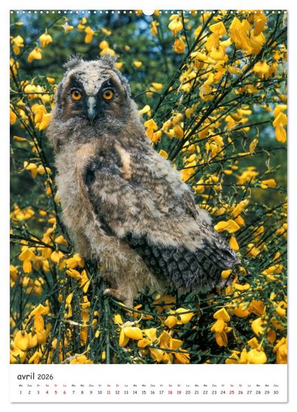 Produktbild: Une vie de hibou les oiseaux (Calendrier mural 2026 DIN A2 horizontal) calendrier de bureau