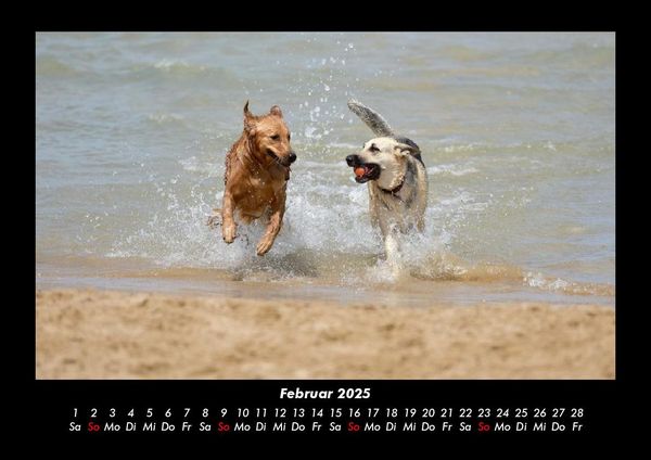 Produktbild: Hundezauber 2025 Fotokalender DIN A3