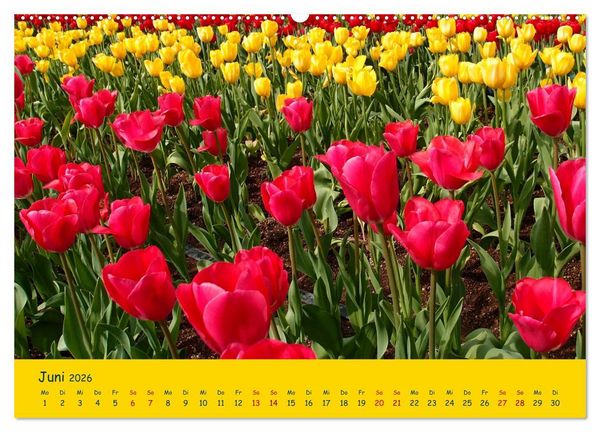 Produktbild: Tulpentraum (Wandkalender 2026 DIN A2 quer), CALVENDO Monatskalender