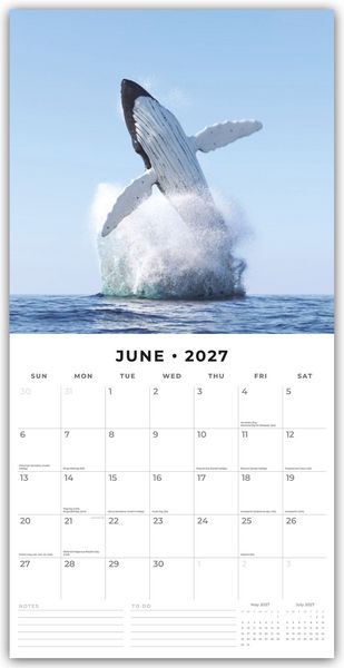 Produktbild: Whales &ndash; Wale 2027 &ndash; 16-Monatskalender