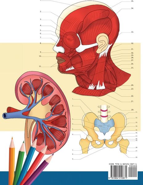 Produktbild: Anatomie und Physiologie Arbeitsbuch zum Ausmalen