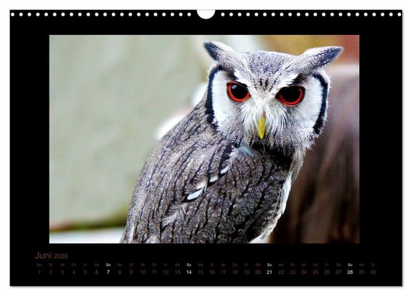 Produktbild: Eulen und K&auml;uze (Wandkalender 2026 DIN A3 quer), CALVENDO Monatskalender
