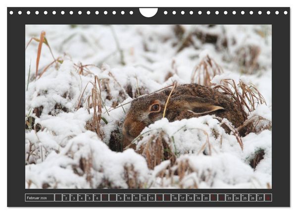 Produktbild: Winterzauber - Tiere in Eis und Schnee (Wandkalender 2026 DIN A4 quer), CALVENDO Monatskalender