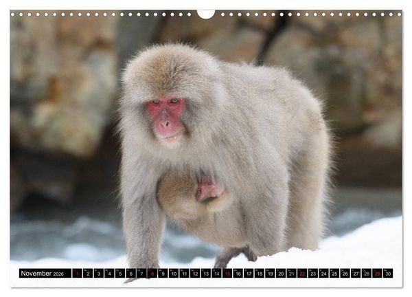 Produktbild: Schneeaffen im Jigokudani Nationalpark (Wandkalender 2026 DIN A3 quer), CALVENDO Monatskalender